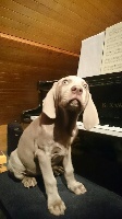 CHIOT